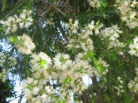 Callistemon salignus