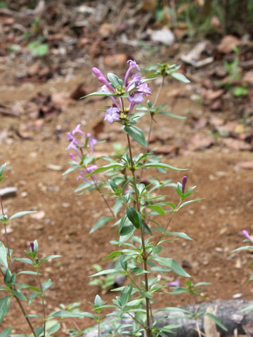 Leptodermis pulchella