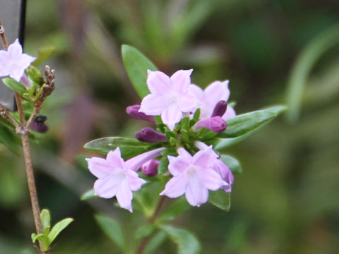 Leptodermis pulchella