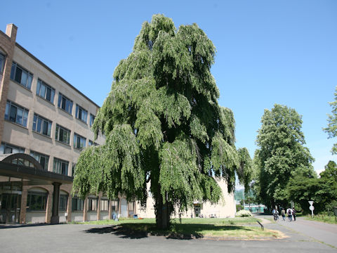 Cercidiphyllum japonicum f. pendulum