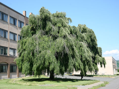 Cercidiphyllum japonicum f. pendulum