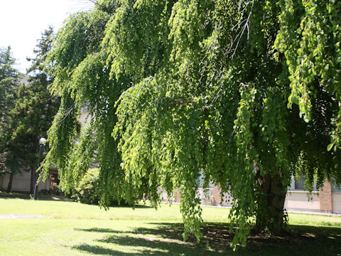 Cercidiphyllum japonicum f. pendulum