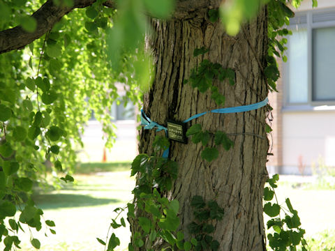 Cercidiphyllum japonicum f. pendulum