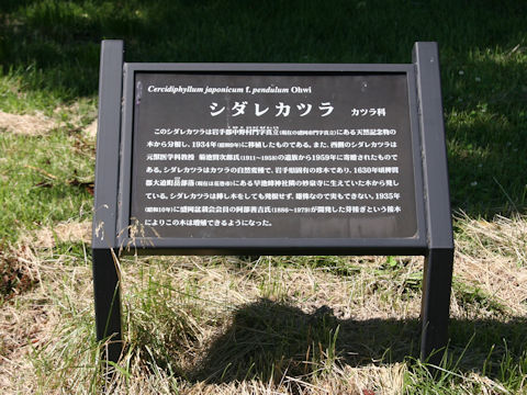 Cercidiphyllum japonicum f. pendulum