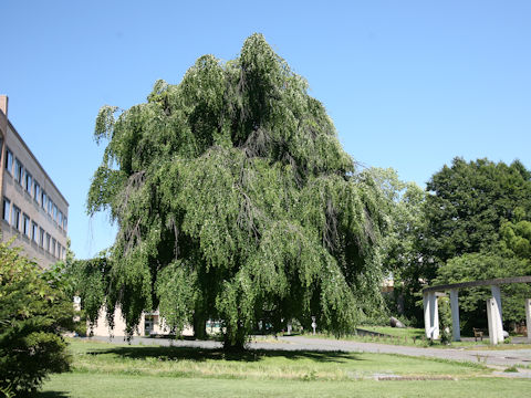 Cercidiphyllum japonicum f. pendulum