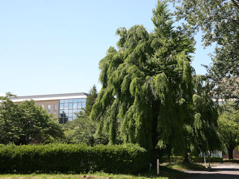 Cercidiphyllum japonicum f. pendulum