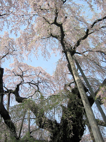 Prunus spachiana cv. Itosakura