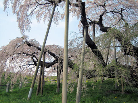 Prunus spachiana cv. Itosakura