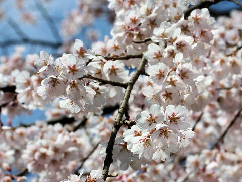 Prunus spachiana cv. Itosakura