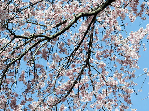 Prunus spachiana cv. Itosakura