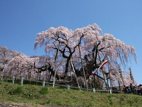 Prunus spachiana cv. Itosakura