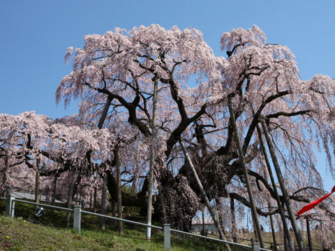 Prunus spachiana cv. Itosakura