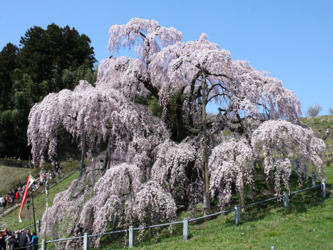 Prunus spachiana cv. Itosakura