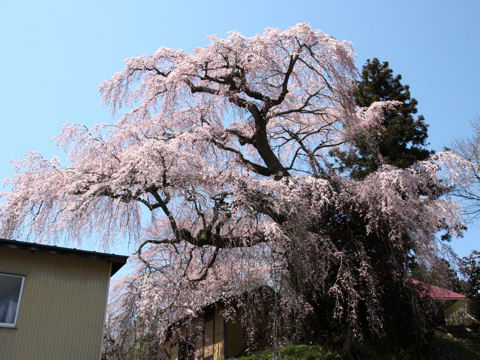 Prunus spachiana cv. Itosakura