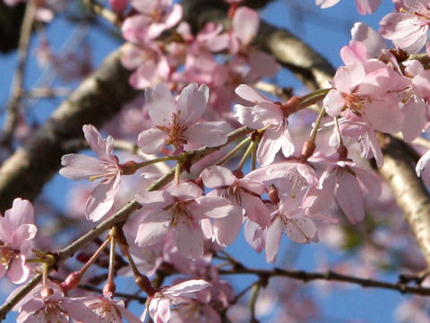 Prunus spachiana cv. Itosakura