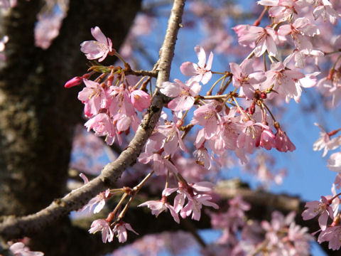 Prunus spachiana cv. Itosakura