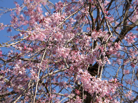 Prunus spachiana cv. Itosakura