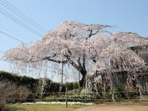 Prunus spachiana cv. Itosakura