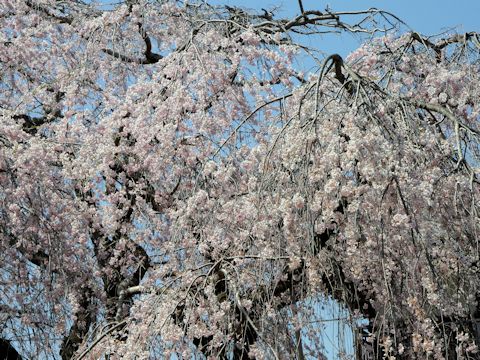 Prunus spachiana cv. Itosakura