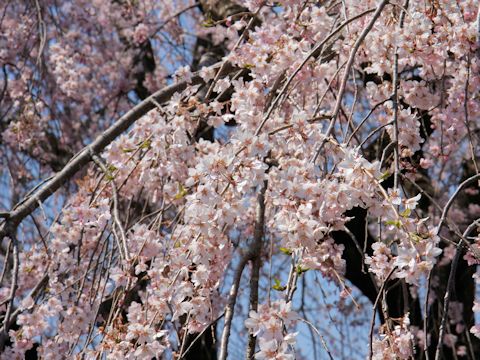 Prunus spachiana cv. Itosakura