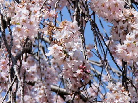 Prunus spachiana cv. Itosakura