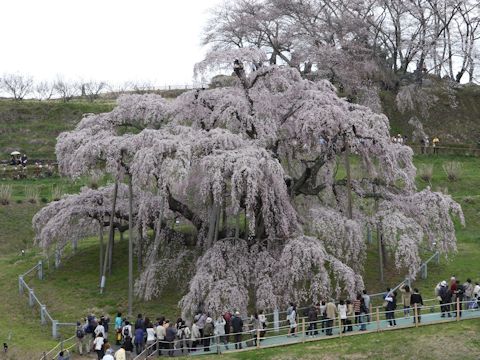 Prunus spachiana cv. Itosakura