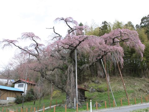 Prunus spachiana cv. Itosakura