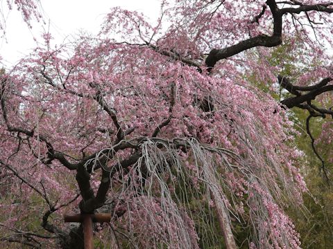 Prunus spachiana cv. Itosakura