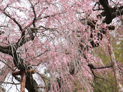 Prunus spachiana cv. Itosakura