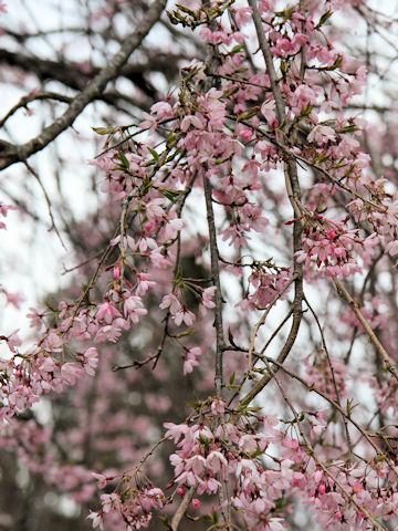 Prunus spachiana cv. Itosakura