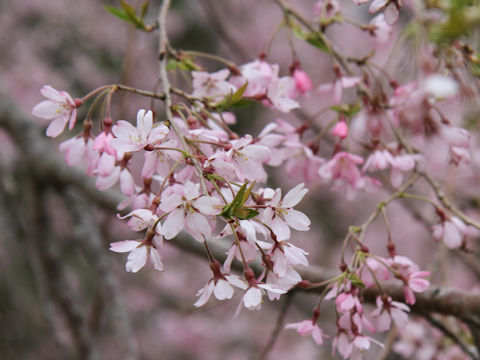 Prunus spachiana cv. Itosakura