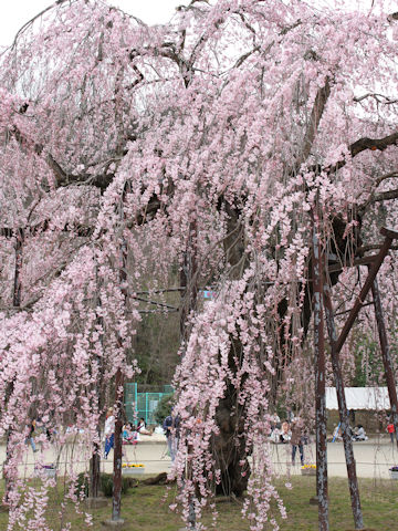 Prunus spachiana cv. Itosakura