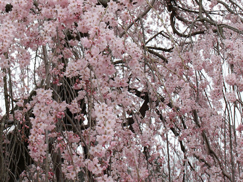 Prunus spachiana cv. Itosakura