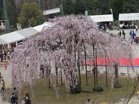 Prunus spachiana cv. Itosakura