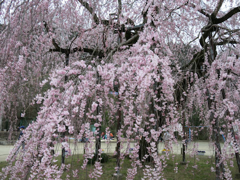 Prunus spachiana cv. Itosakura