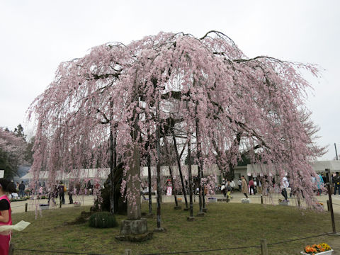 Prunus spachiana cv. Itosakura