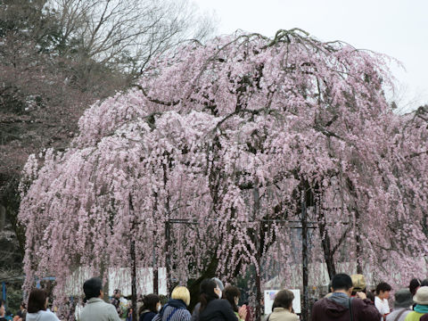 Prunus spachiana cv. Itosakura