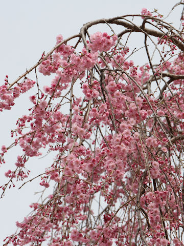 Prunus spachiana cv. Itosakura