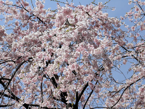 Prunus spachiana cv. Itosakura