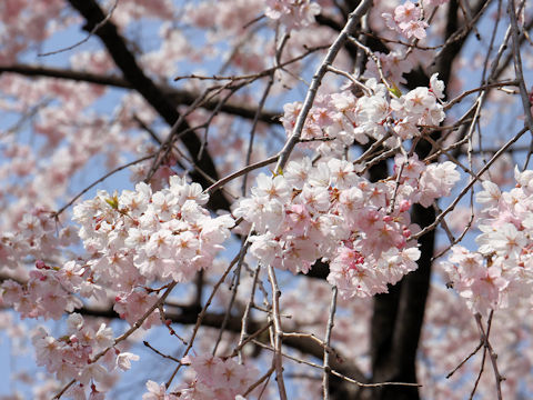 Prunus spachiana cv. Itosakura