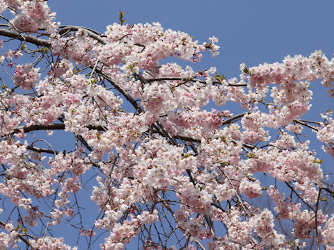 Prunus spachiana cv. Itosakura