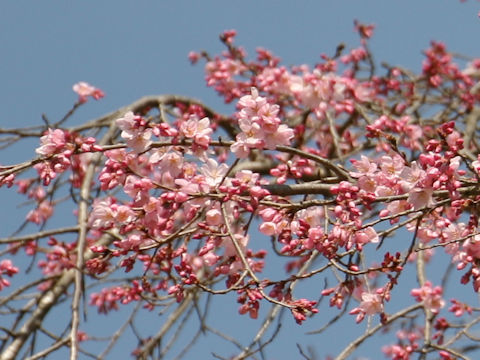 Prunus spachiana cv. Itosakura