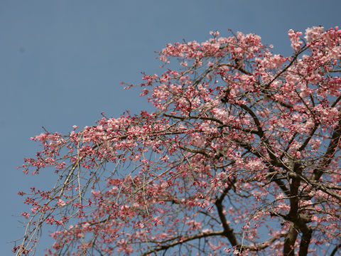 Prunus spachiana cv. Itosakura