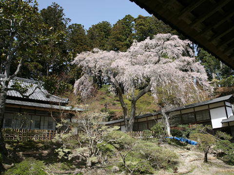 Prunus spachiana cv. Itosakura