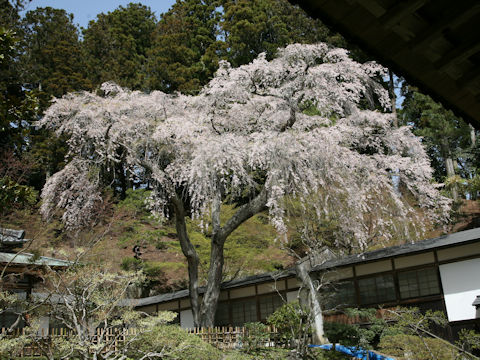 Prunus spachiana cv. Itosakura