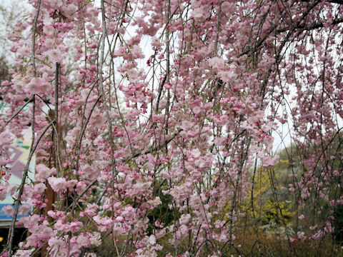 Prunus spachiana cv. Itosakura