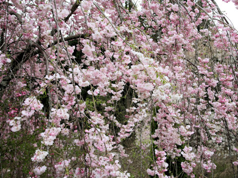 Prunus spachiana cv. Itosakura