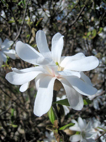 Magnolia tomentosa