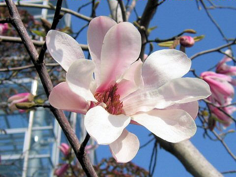 Magnolia tomentosa