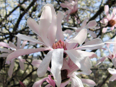 Magnolia tomentosa